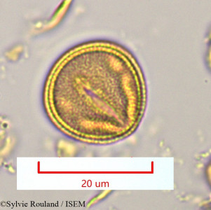 Sylvie.Rouland/Hibbertia_coriacea_1125/Hibbertia_coriacea_1125_0001(copy)_thumb.jpg