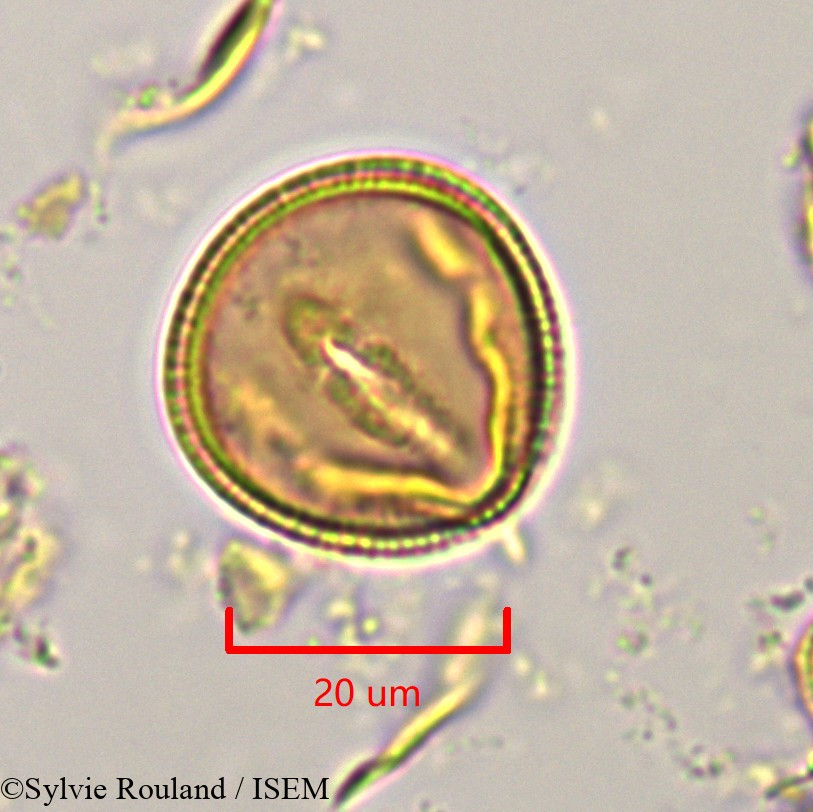 Sylvie.Rouland/Hibbertia_coriacea_1125/Hibbertia_coriacea_1125_0002(copy).jpg