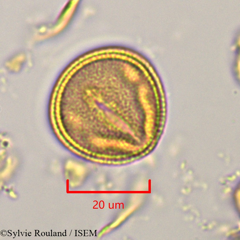 Sylvie.Rouland/Hibbertia_coriacea_1125/Hibbertia_coriacea_1125_0003(copy).jpg