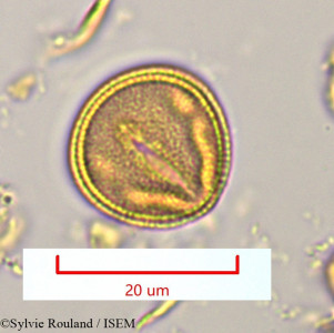 Hibbertia coriacea - lame n° 1125