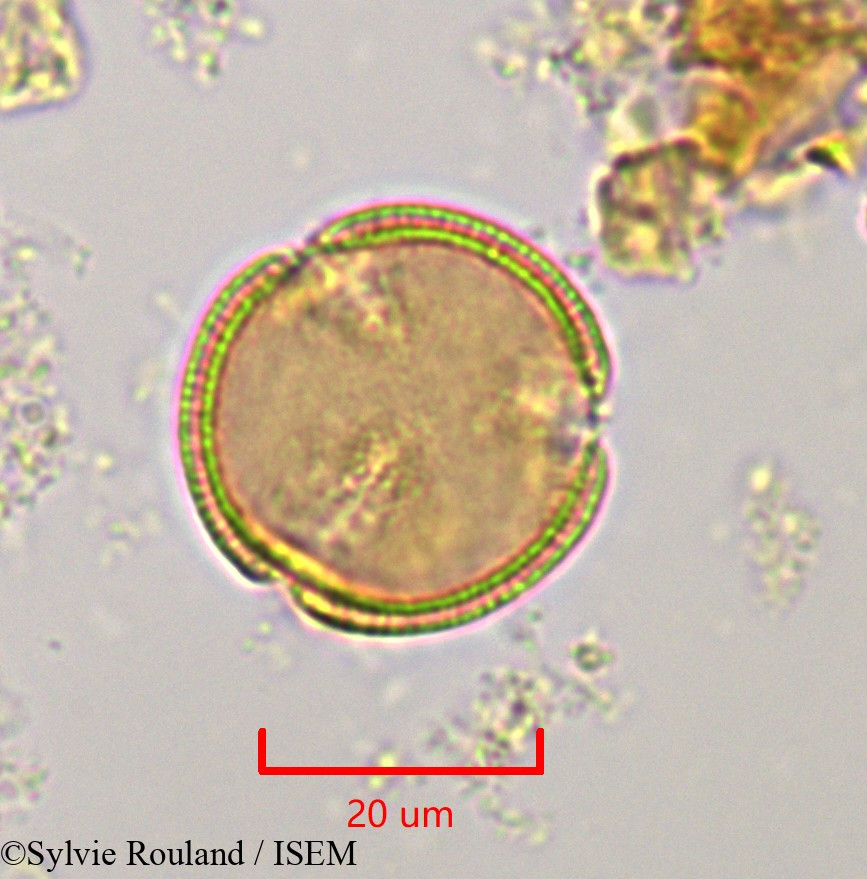 Sylvie.Rouland/Hibbertia_coriacea_1125/Hibbertia_coriacea_1125_0004(copy).jpg