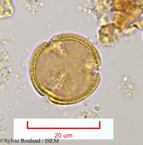 Hibbertia coriacea - lame n° 1125