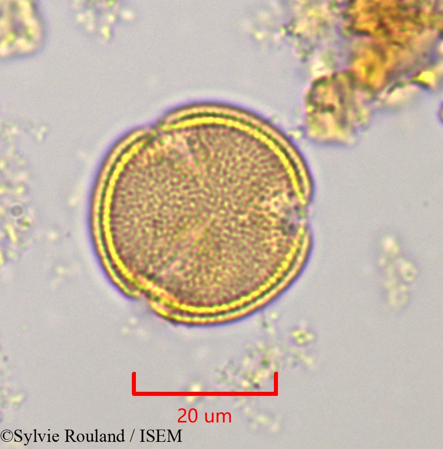 Sylvie.Rouland/Hibbertia_coriacea_1125/Hibbertia_coriacea_1125_0005(copy).jpg