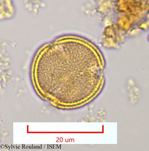 Hibbertia coriacea - lame n° 1125
