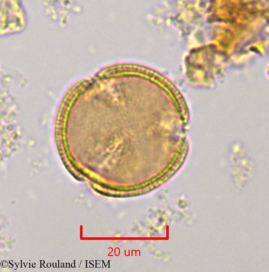 Sylvie.Rouland/Hibbertia_coriacea_1125/Hibbertia_coriacea_1125_0006(copy).jpg