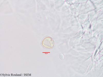 Hibbertia coriacea - lame n° 3349
