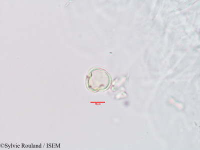 Hibbertia coriacea - lame n° 3349