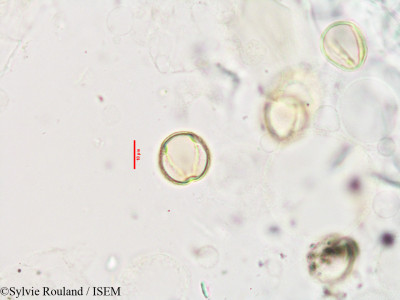 Hibbertia coriacea - lame n° 3353