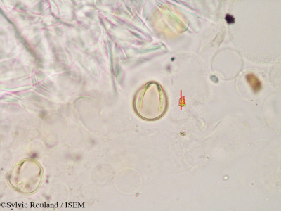 Hibbertia coriacea - lame n° 3353