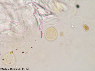 Hibbertia coriacea - lame n° 3353