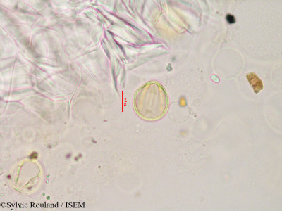 Hibbertia coriacea - lame n° 3353