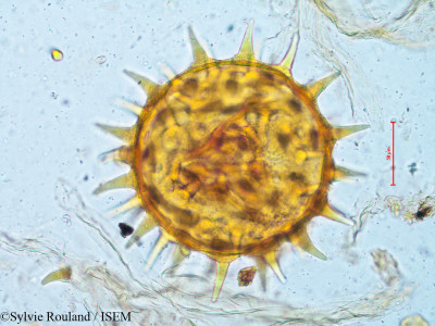 Sylvie.Rouland/Hibiscus_angulosus_4926/Hibiscus_angulosus_4926_0001(copy)_thumb.jpg