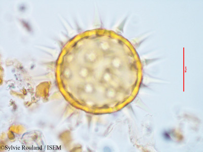 Hibiscus caerulescens - lame n° 3417