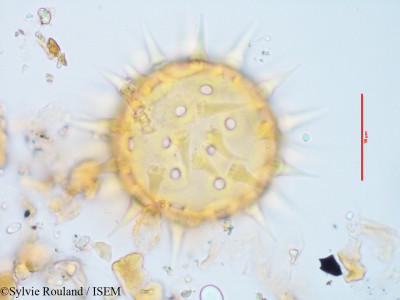 Hibiscus caerulescens - lame n° 3417