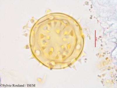 Hibiscus columnaris - lame n° 3418