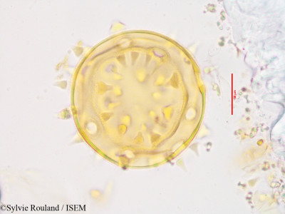 Hibiscus columnaris - lame n° 3418