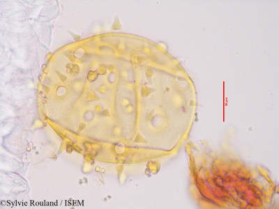 Hibiscus columnaris - lame n° 3418