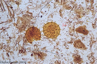 Hibiscus furcatus - lame n° 5173