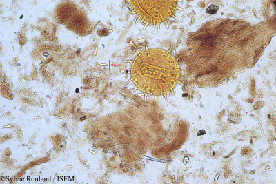 Hibiscus furcatus - lame n° 5173