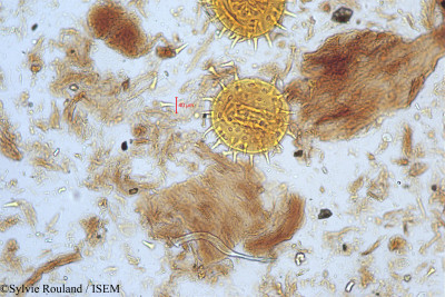 Hibiscus furcatus - lame n° 5173
