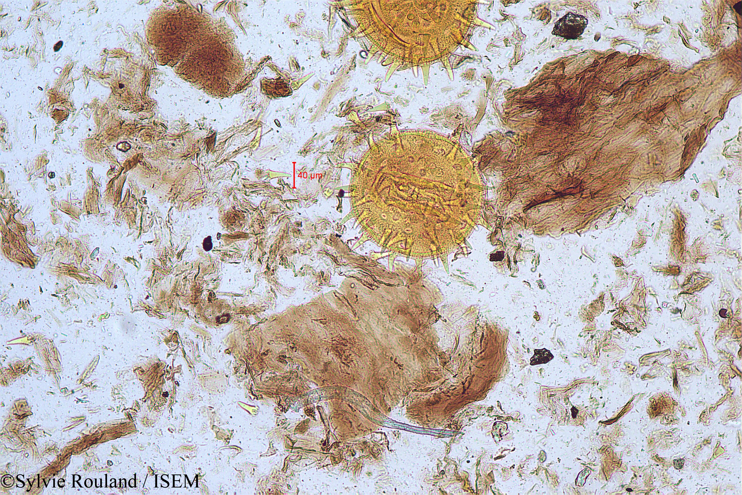 Sylvie.Rouland/Hibiscus_furcatus_5173/Hibiscus_furcatus_5173_0006(copy).jpg