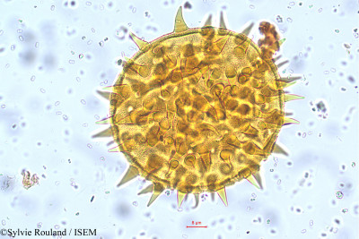 Hibiscus hirtus - lame n° 5728