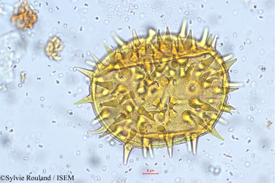 Hibiscus hirtus - lame n° 5728