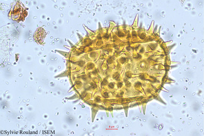 Hibiscus hirtus - lame n° 5728