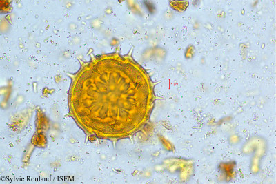 Hibiscus lampas - lame n° 5041