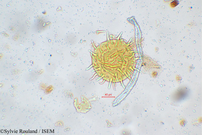 Hibiscus solandra - lame n° 5597