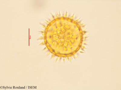 Hibiscus trionum - lame n° 3411
