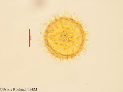Hibiscus trionum - lame n° 3411