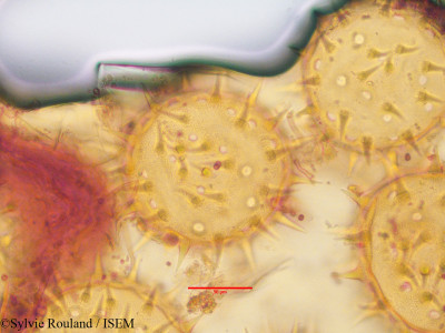 Sylvie.Rouland/Hibiscus_vitifolius_3416/Hibiscus_vitifolius_3416_0001(copy)_thumb.jpg