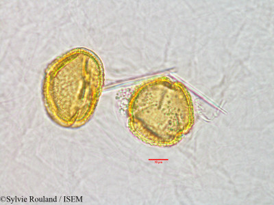 Sylvie.Rouland/Hildegardia_erythrosiphon_3148/Hildegardia_erythrosiphon_3148_0001(copy)_thumb.jpg