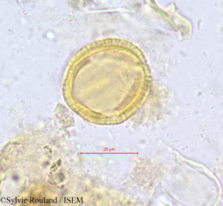 Sylvie.Rouland/Hippocratea_africana_616/Hippocratea_africana_616_0001(copy)_thumb.jpg