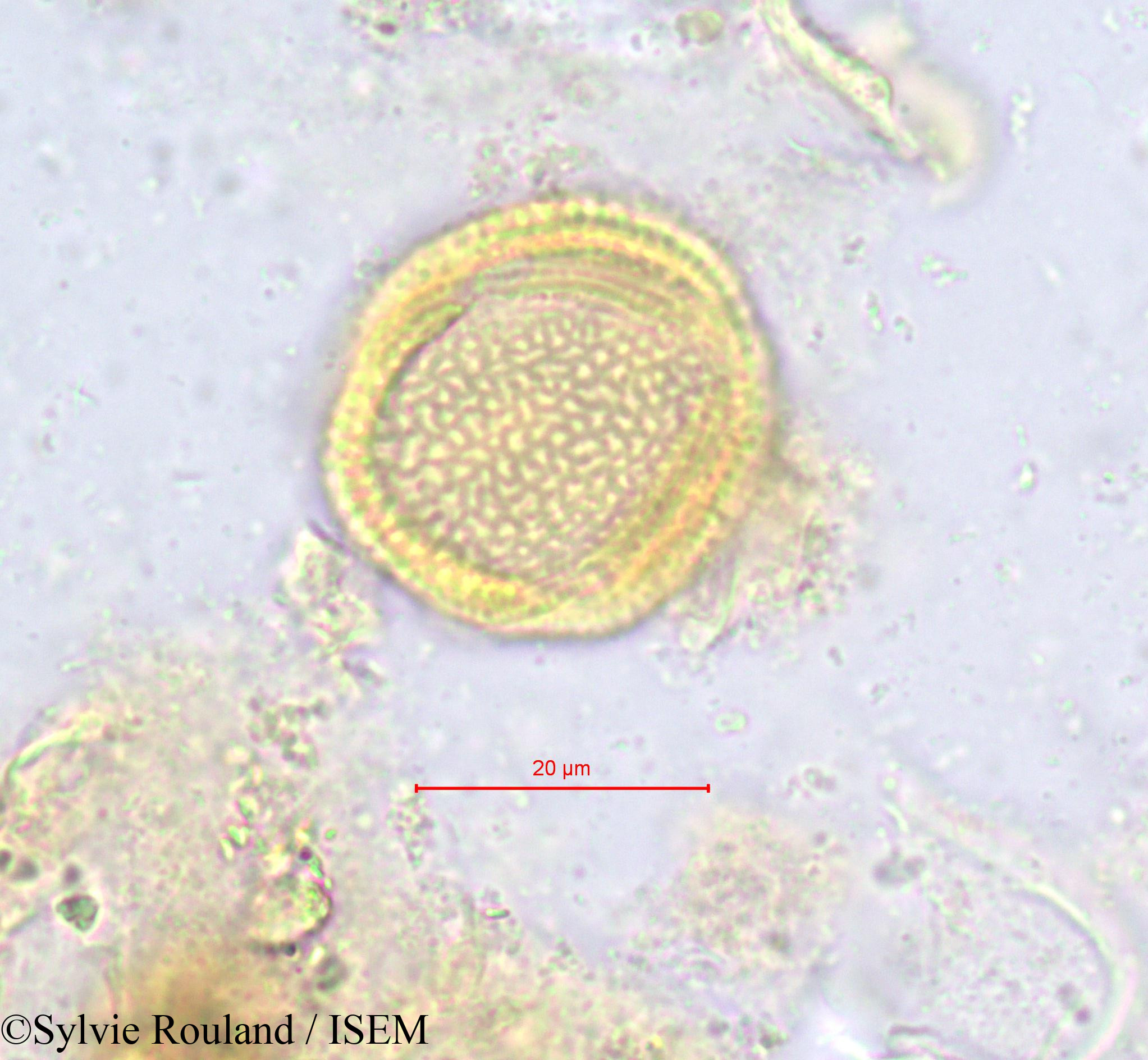 Sylvie.Rouland/Hippocratea_africana_616/Hippocratea_africana_616_0002(copy).jpg