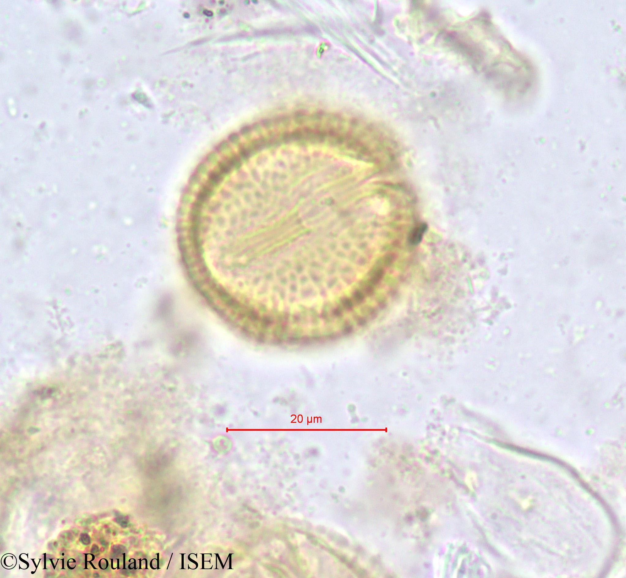 Sylvie.Rouland/Hippocratea_africana_616/Hippocratea_africana_616_0003(copy).jpg
