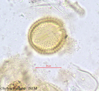 Hippocratea africana - lame n° 616