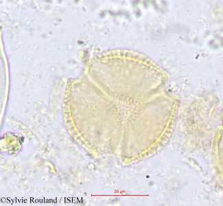 Hippocratea africana - lame n° 616