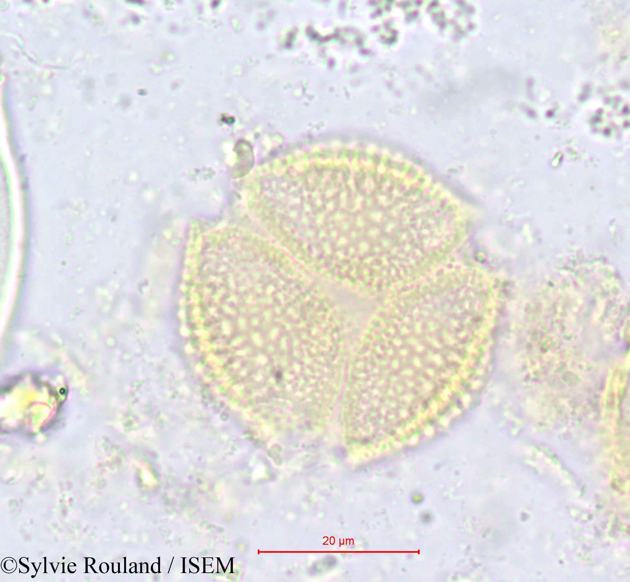 Sylvie.Rouland/Hippocratea_africana_616/Hippocratea_africana_616_0005(copy).jpg