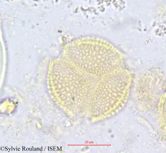 Hippocratea africana - lame n° 616