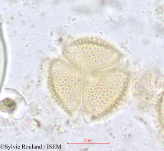 Hippocratea africana - lame n° 616