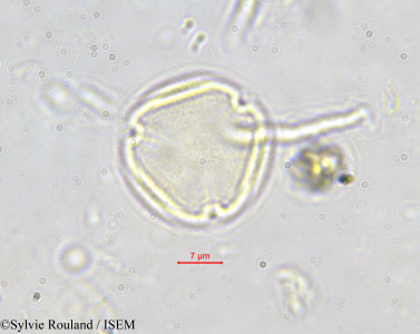 Hippocratea aptera - lame n° 587