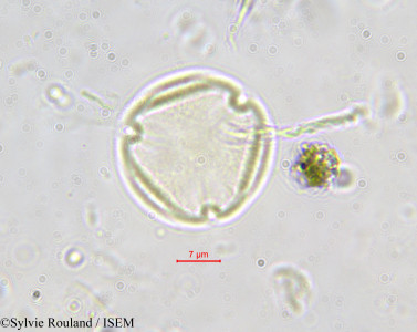 Hippocratea aptera - lame n° 587