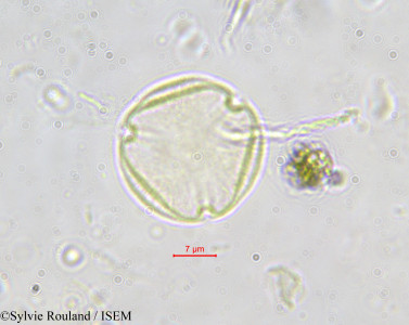 Hippocratea aptera - lame n° 587