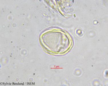 Hippocratea aptera - lame n° 587