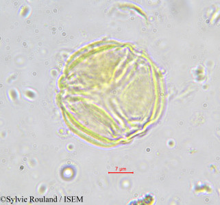 Sylvie.Rouland/Hippocratea_astericantha_588/Hippocratea_astericantha_588_0001(copy)_thumb.jpg