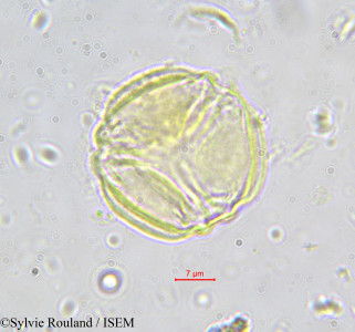 Hippocratea astericantha - lame n° 588