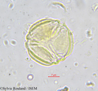 Hippocratea astericantha - lame n° 588