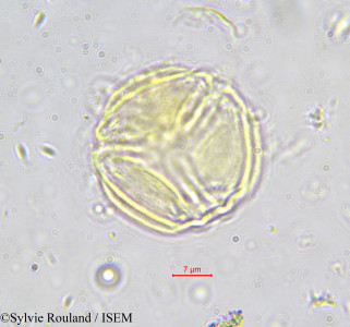 Hippocratea astericantha - lame n° 588